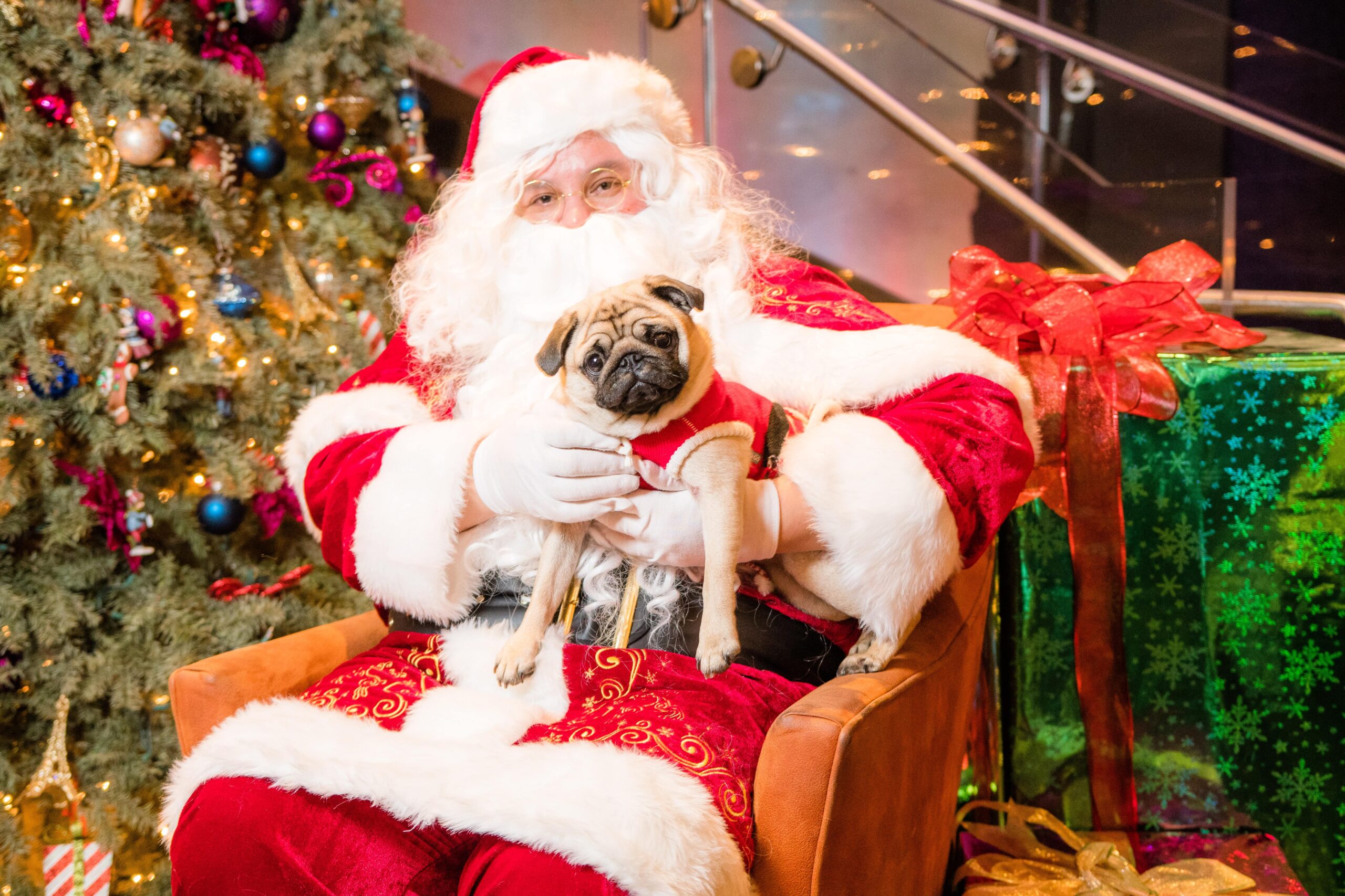 An image of a dog's pictures with Santa.