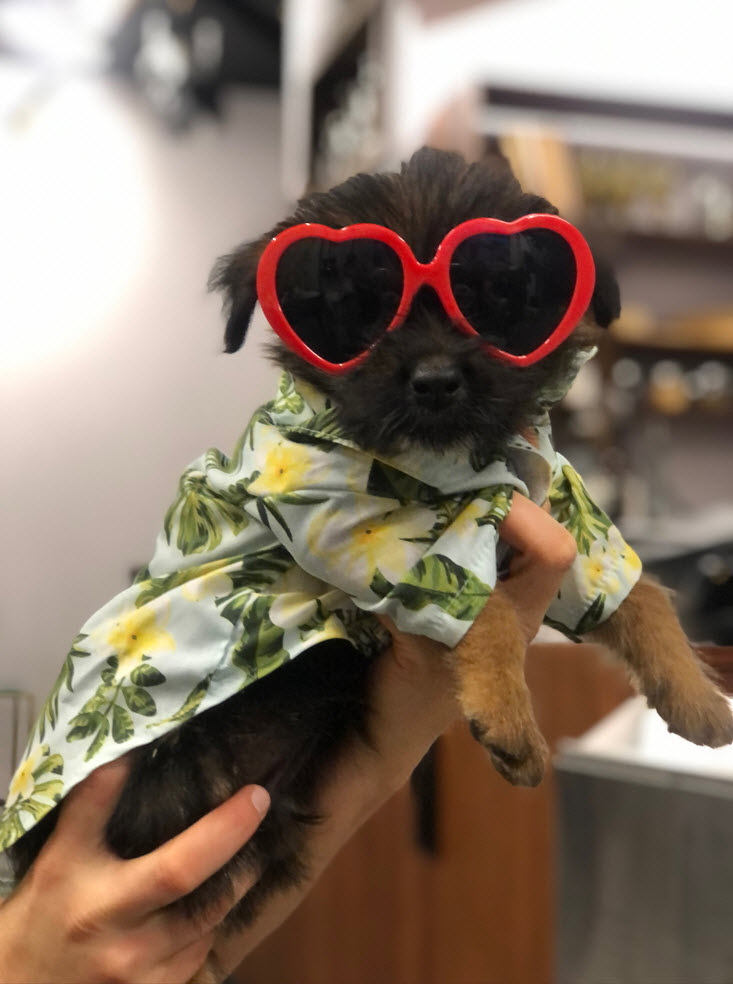 A photo of a cute puppy wearing red heart glasses.