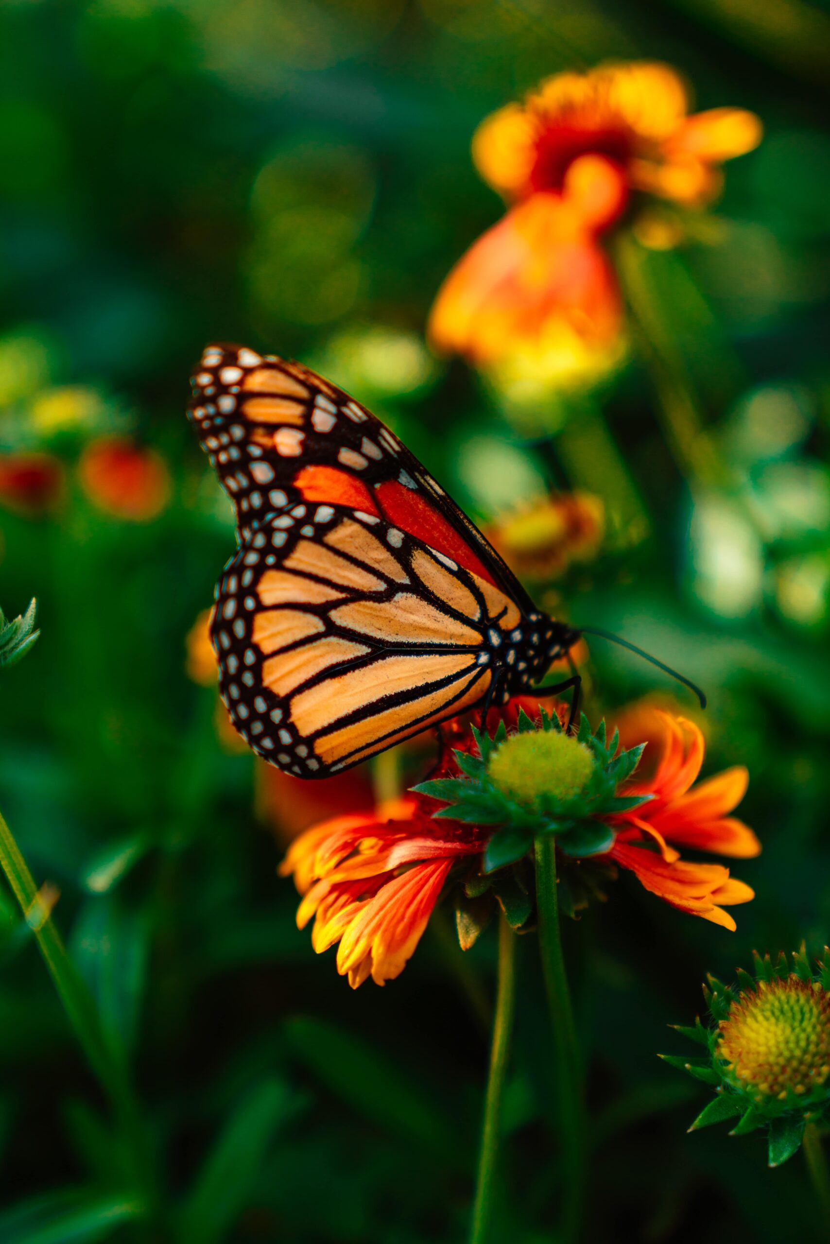 An image of a beautiful butterfly sitting on a flower.