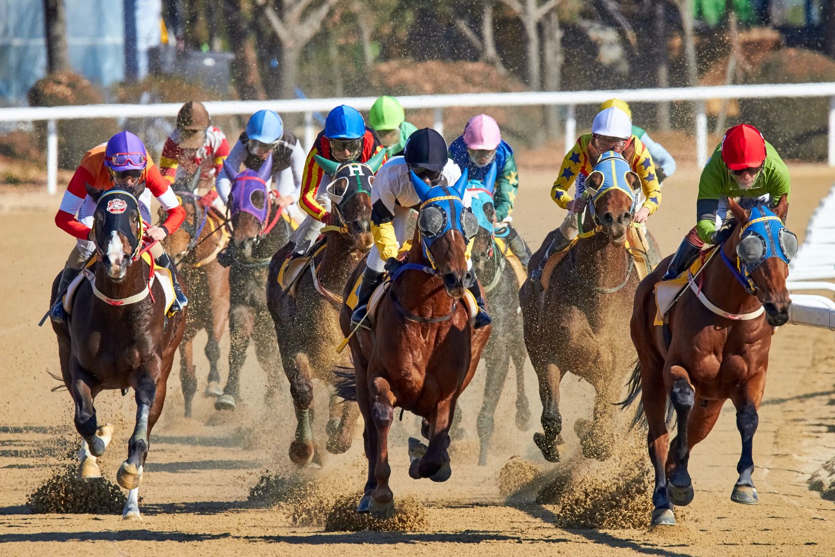 An image of horses racing in a horse race.