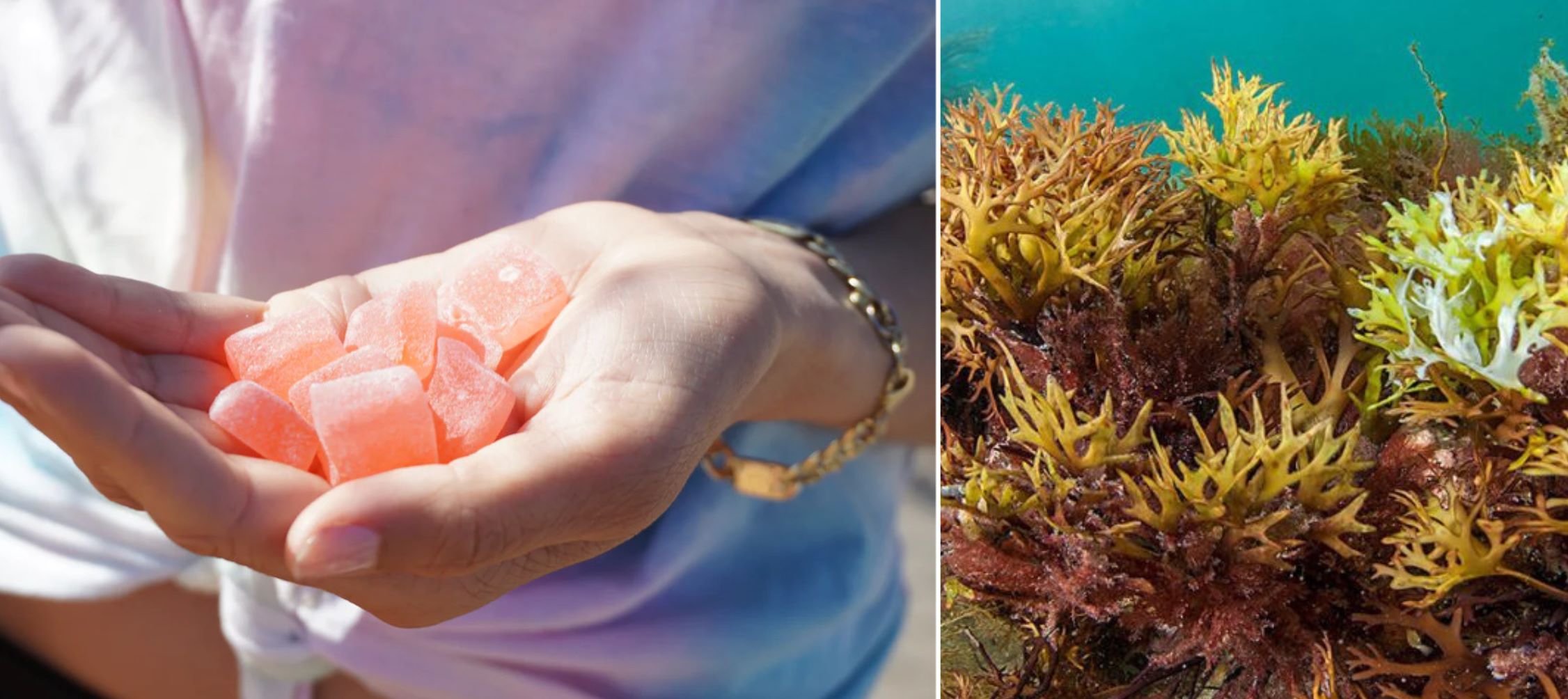 Sea Moss Gummies, the Nutritious and Delicious Bite-Sized Superfood