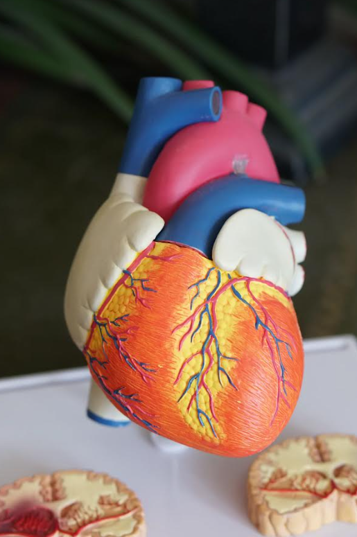 An image of the human heart.