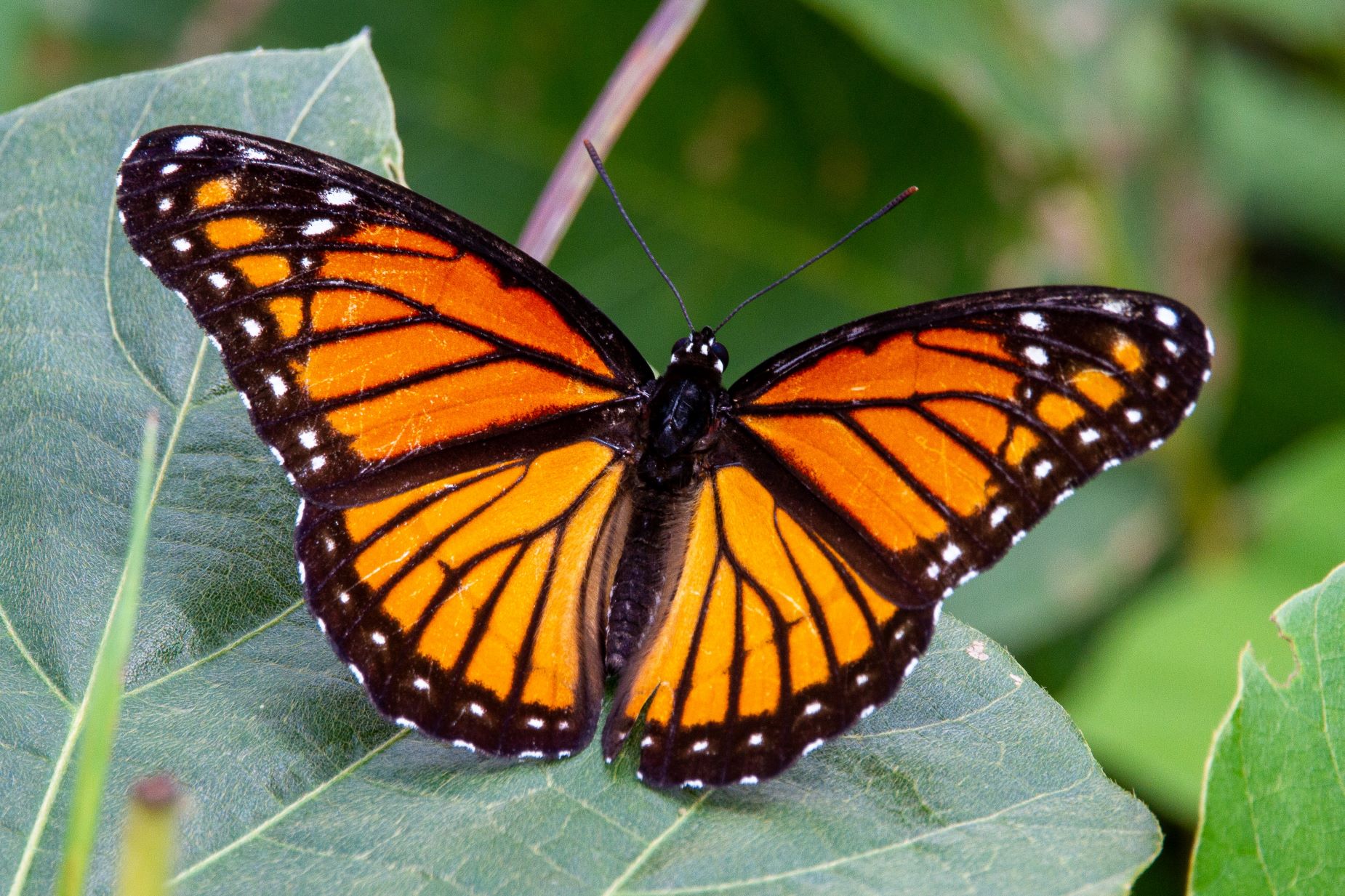 An image of a monarch butterfly.