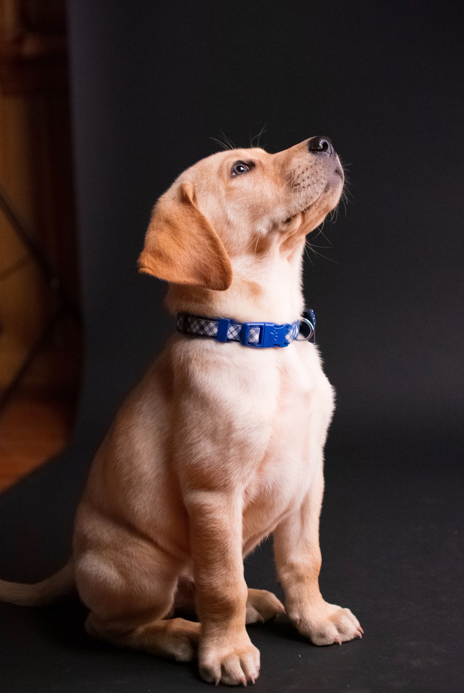 An image of a dog with a blue collar.
