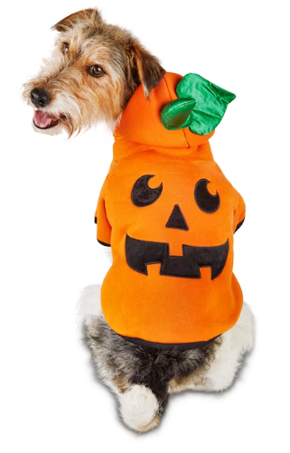 An image of a dog dressed in a pumpkin costume. 