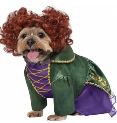 An image of a dog dress up in a Winifred Sanderson from Hocus Pocus costume