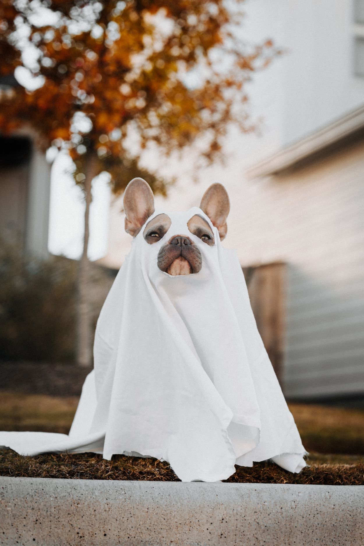 An image of a dog dressed up as a ghost.