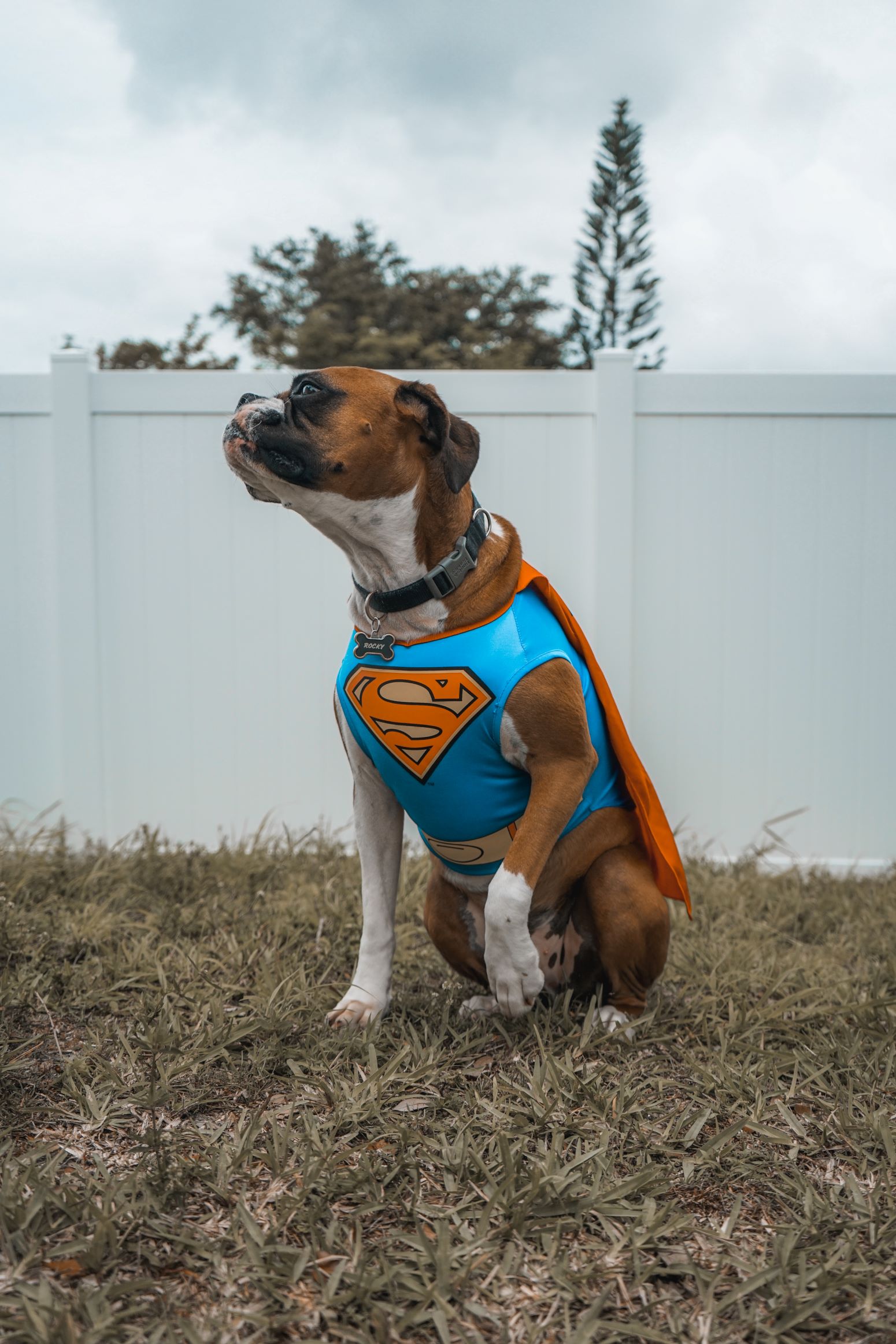 An image of a dog dressed up as a super hero. 