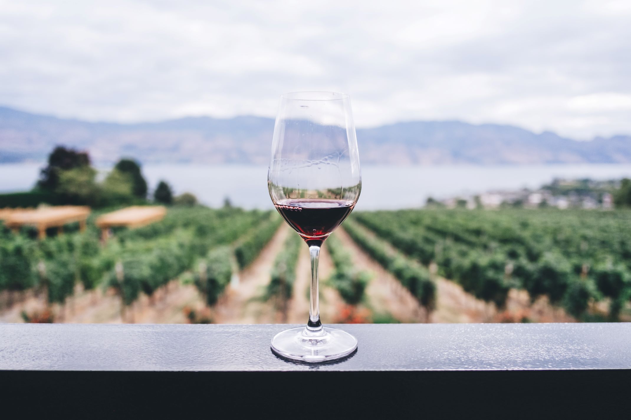 An image of a glass of red wine  with a vineyard as the backdrop.