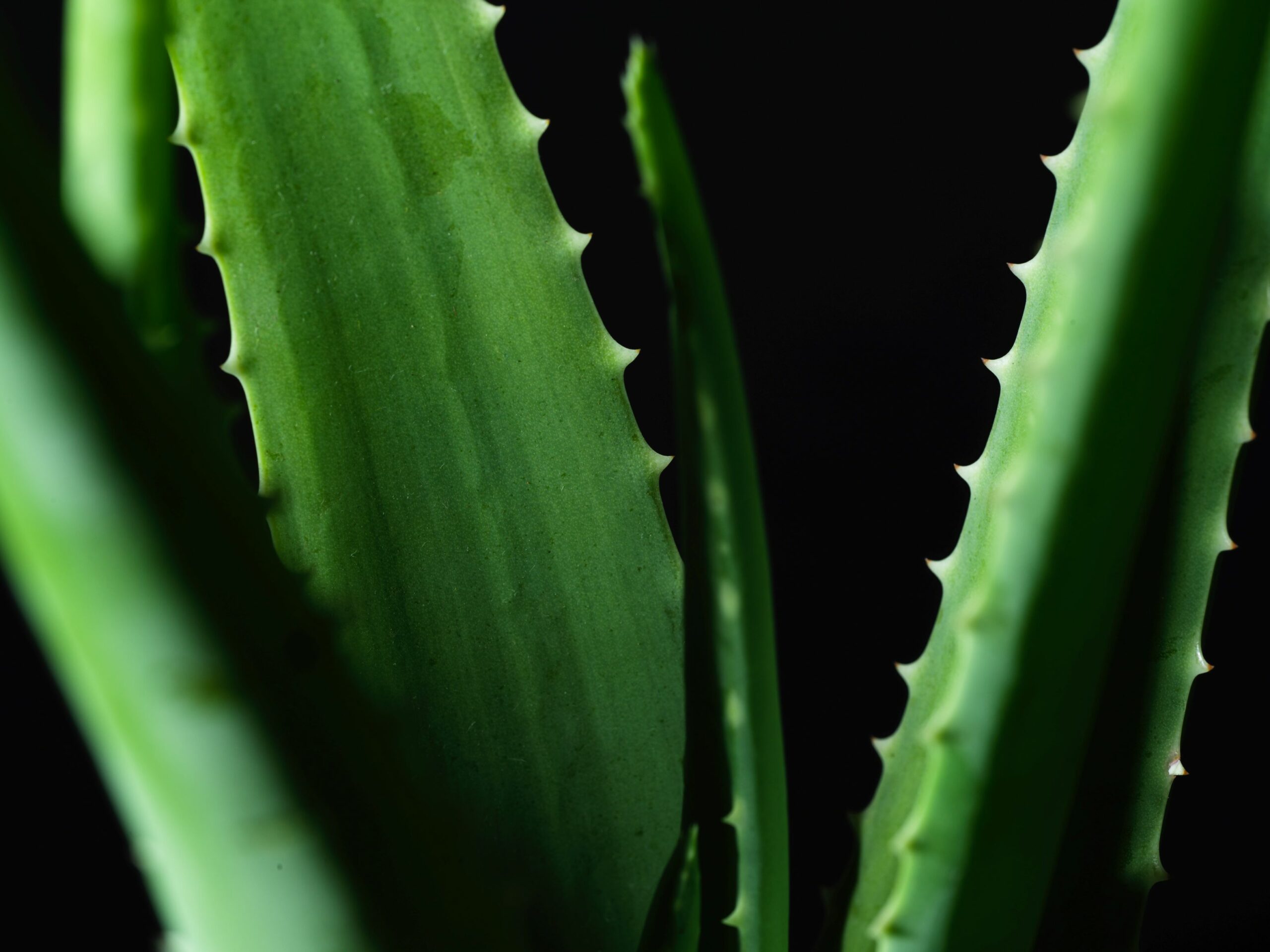 An image of an aloe vera plant for anti-aging skicnare