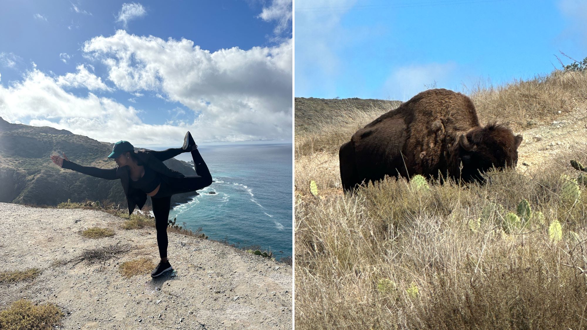 Looking for things to do in Catalina? Let Catalina Backcountry plan an outdoor adventure for you. An image of Ariel doing a yoga pose with the water in the background, and a large bison grazing.