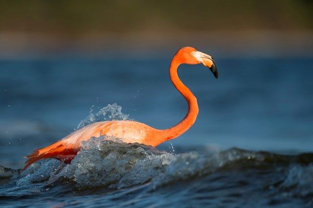 An image of an orange flamingo.