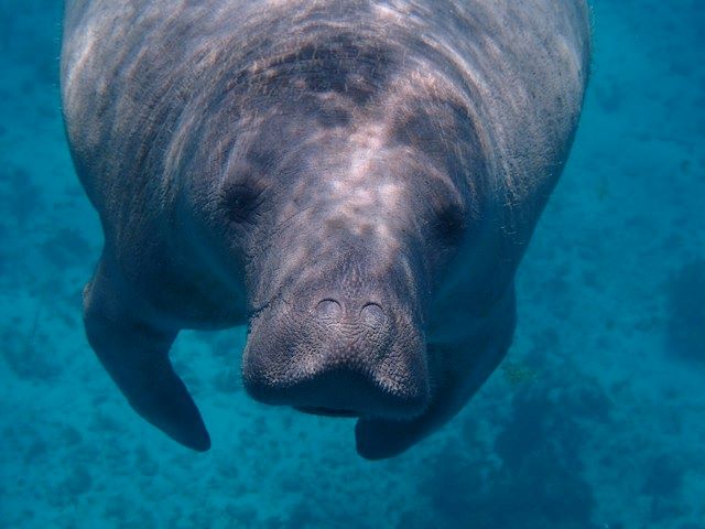 An image of a manatee.