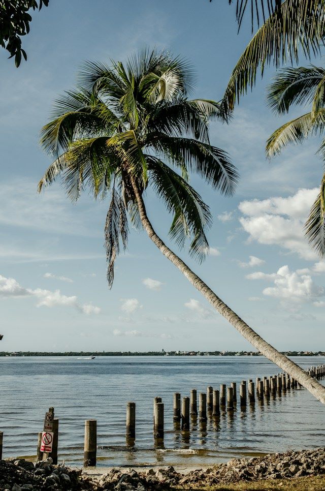 An image of a plam tree and dock in Florida.