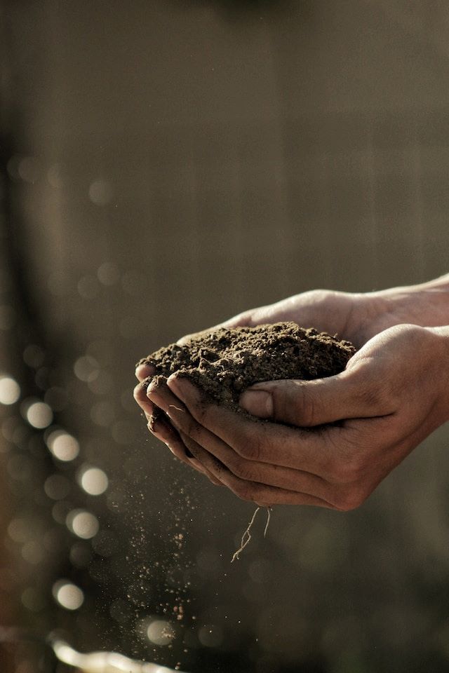 An image of someone holding a pile of dirt.
