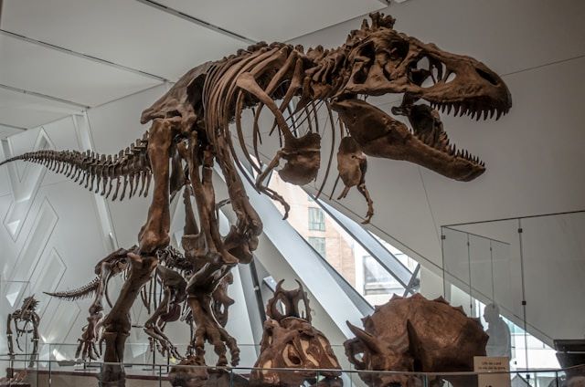 An image of a dinosaur at the Natural History Museum