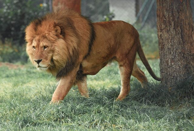 An image of a lion representing the Google Earth Day Quiz to determine your Earth Day animal. 