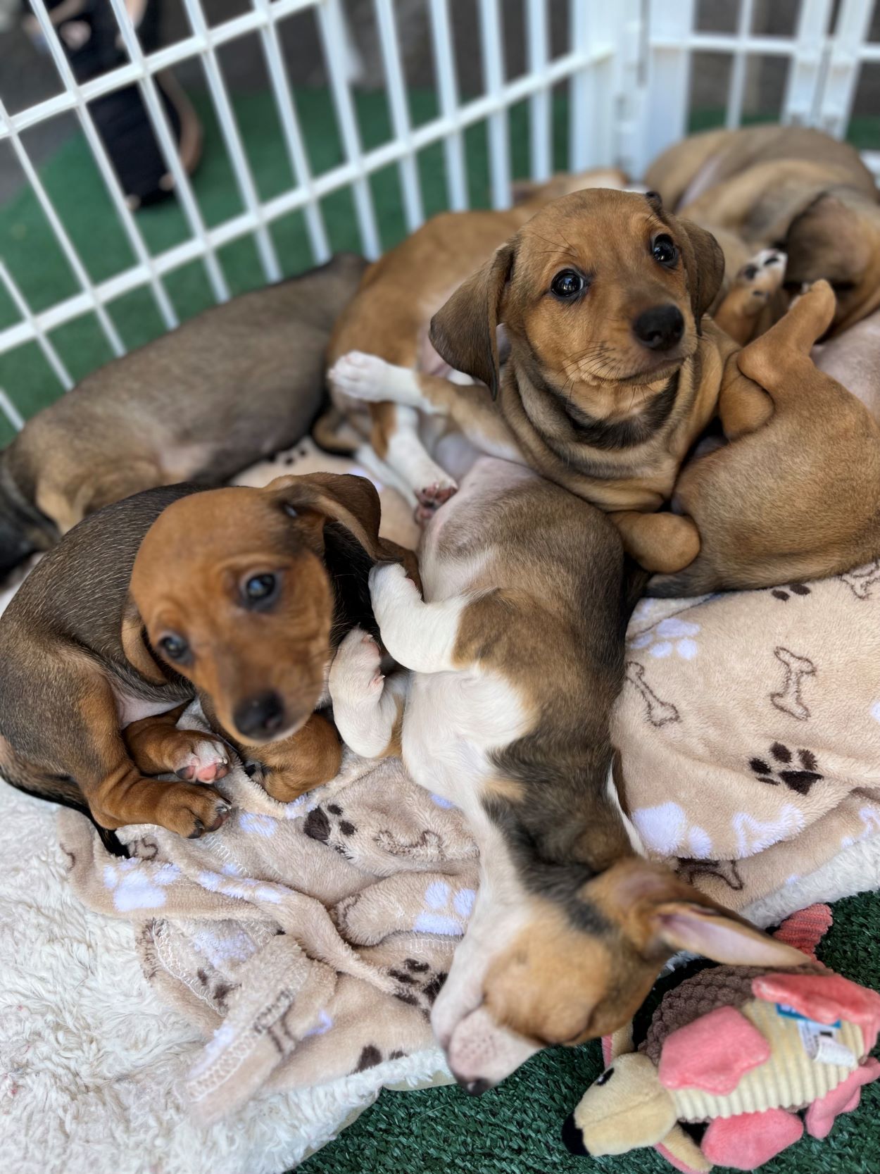 An image of a crate of dogs ready to be adopted.