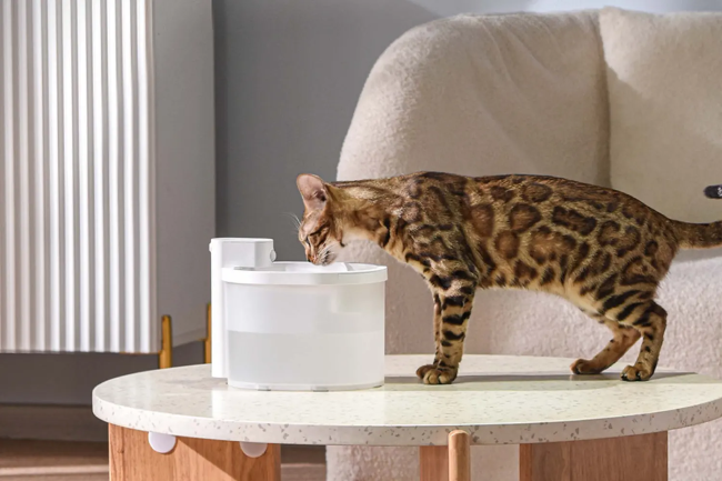 An image of a cat drinking from a cat water fountain.