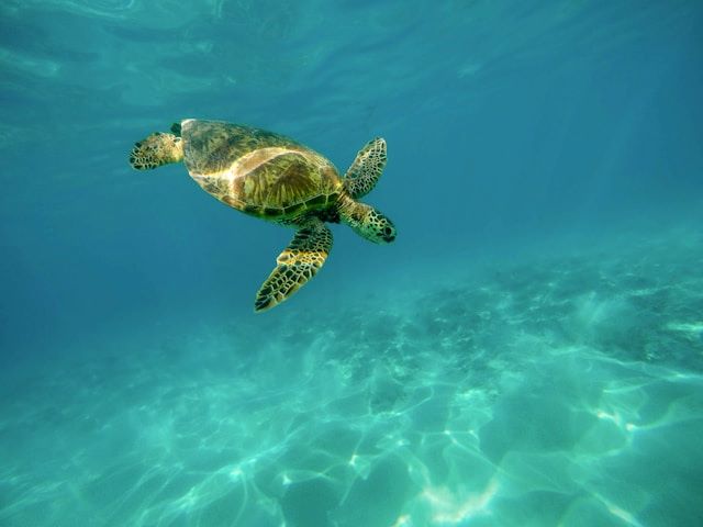 An image of a sea turtle in Hawaii, one of the best honeymoon destination in USA.