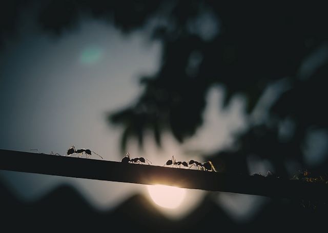 An image of ants on a power line.