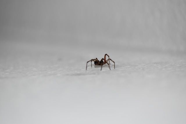 An image of a small spider.