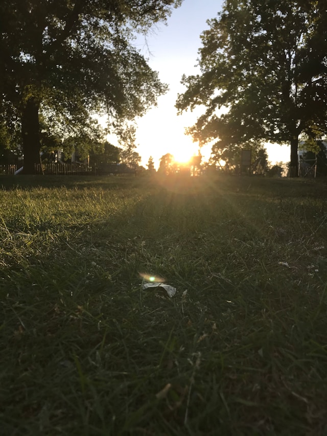 An image of the sun shining on the trees.