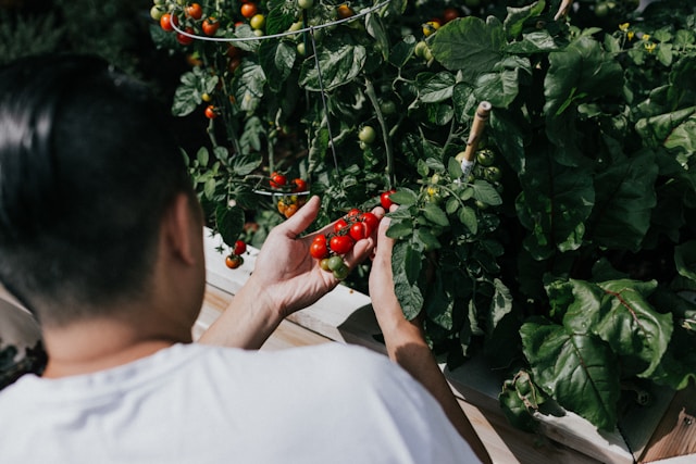 An image of a private chef examining produce.