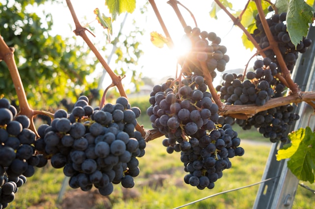 An image of wine grapes at a vineyard.