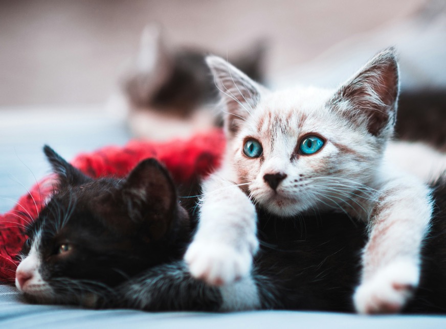 An image of two cute kittens.