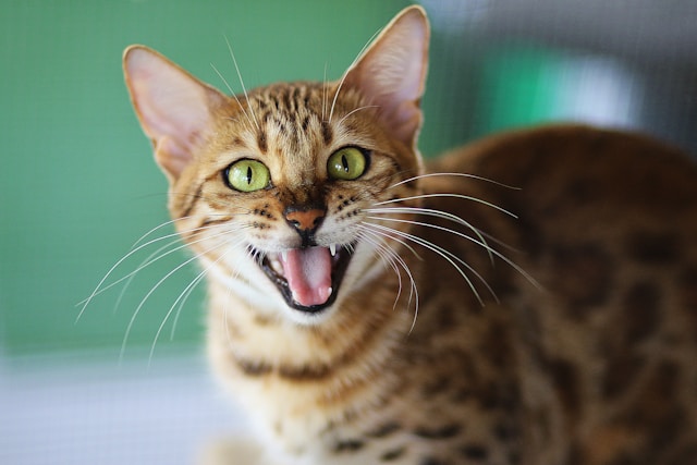 An image of a spotted cat.