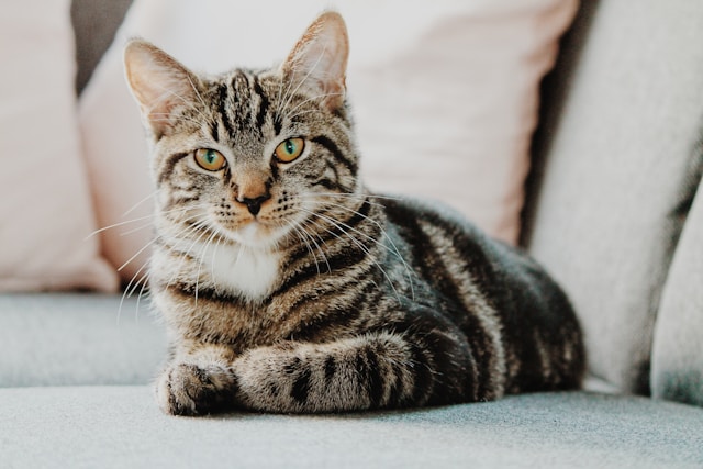 An image of a grey cat sitting on a couch.