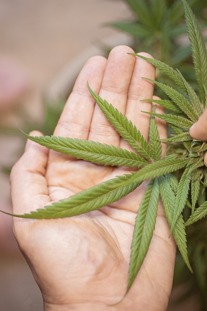 An image of someone examining a cannabis leaf in their hand to see if it's good or bad quality delta 8 THC.