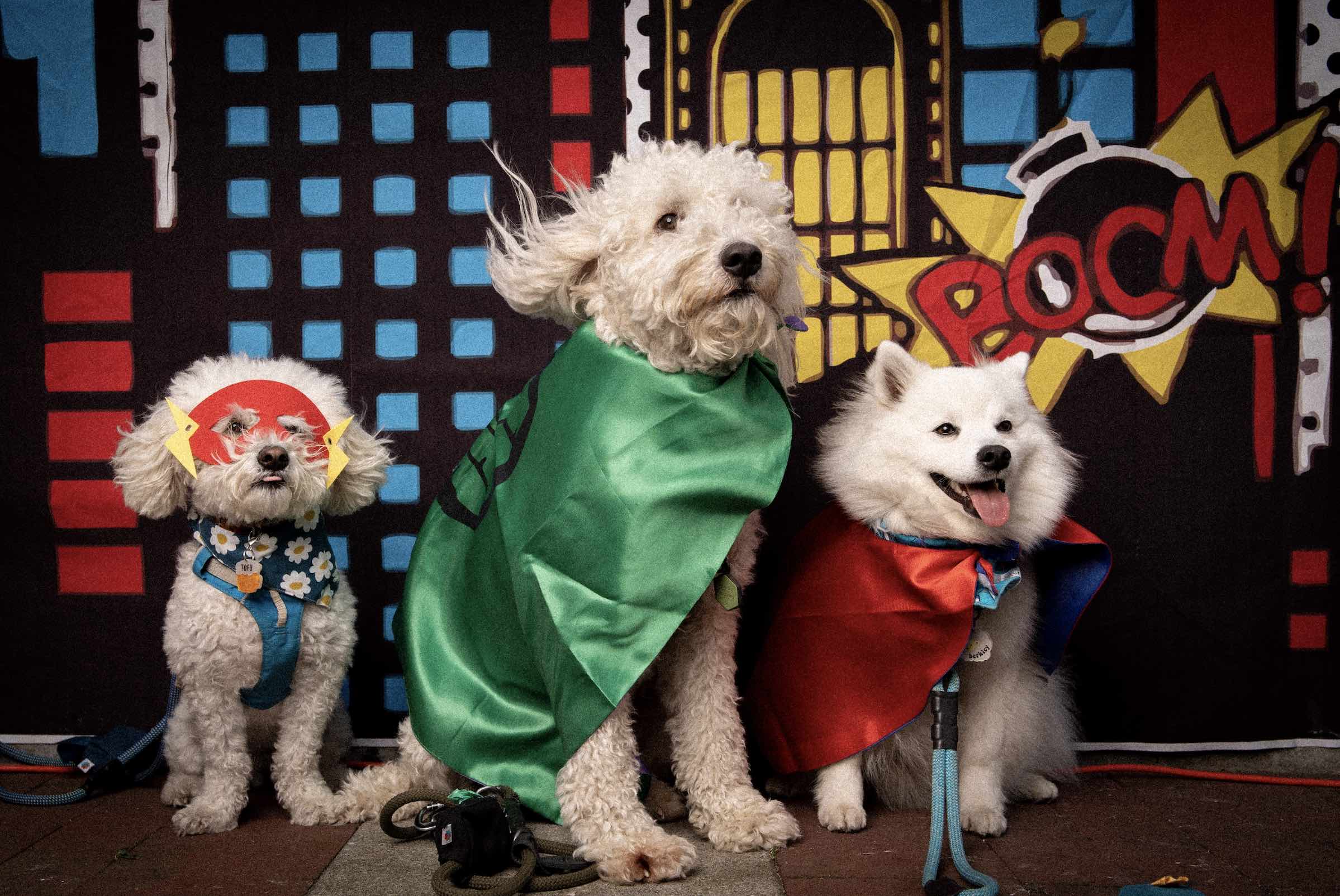 An image of three dogs in costumes.