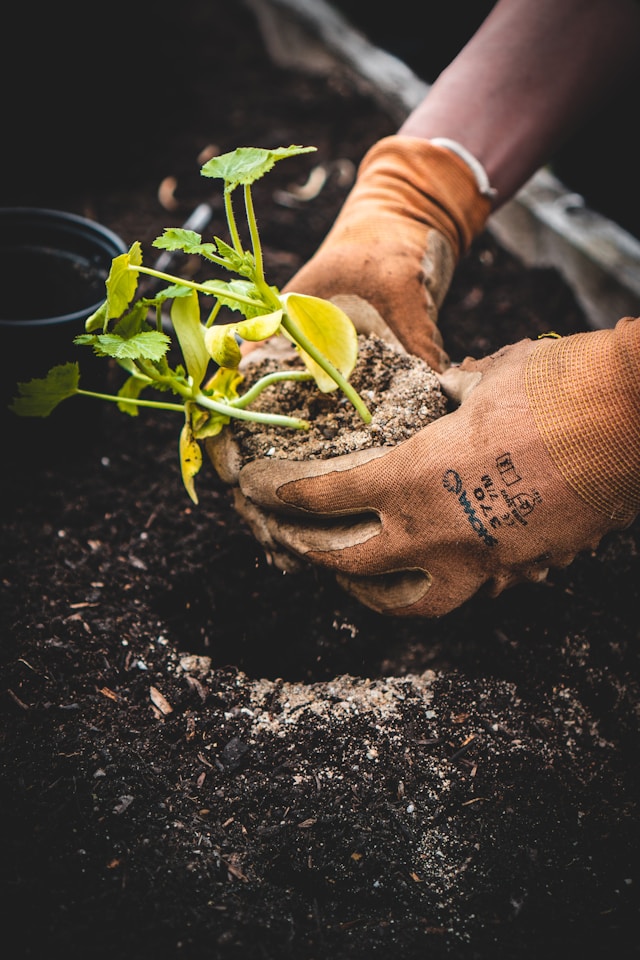 An image of someone gardening.