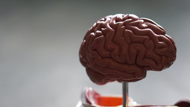 An image of a model of a brain.