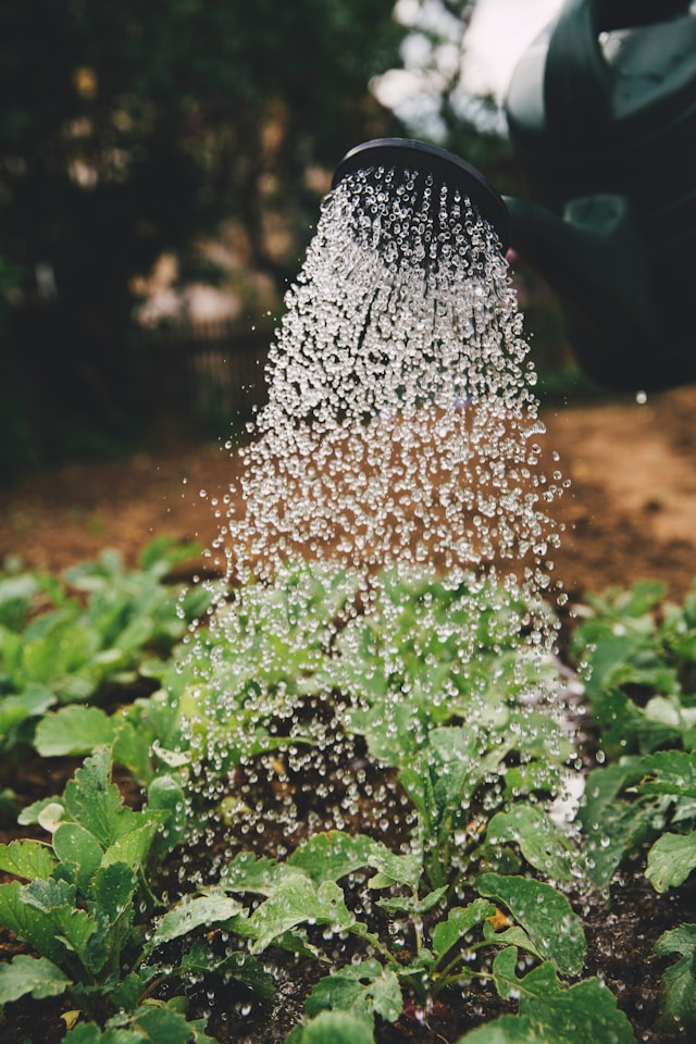 An image of someone watering their plants.