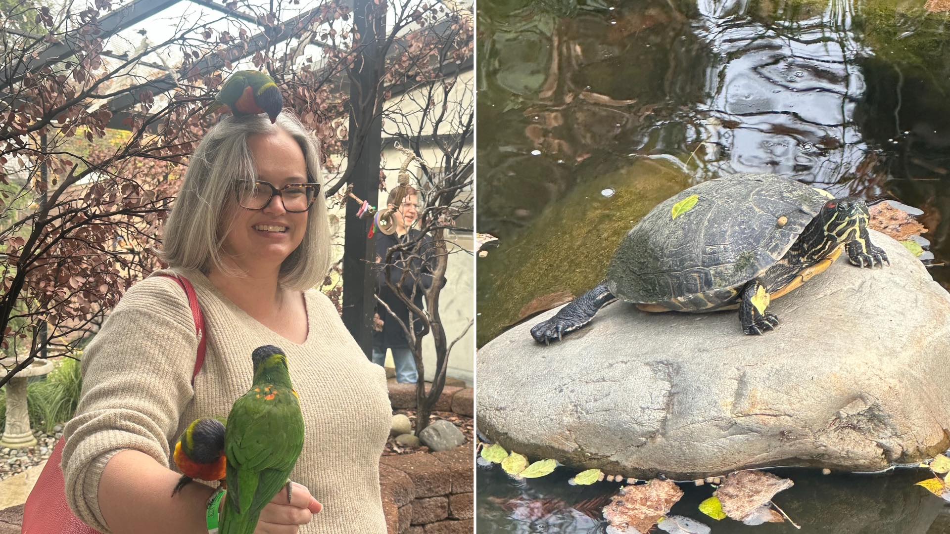 An image with two images of a woman covered in parrots and a turtle on a rock.