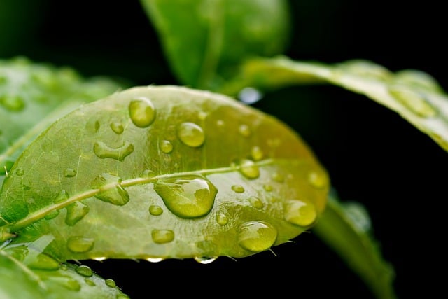 An image of a leaf represents that linen is an eco-friendly fabric.