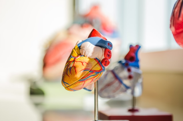 An image of a 3D human heart.