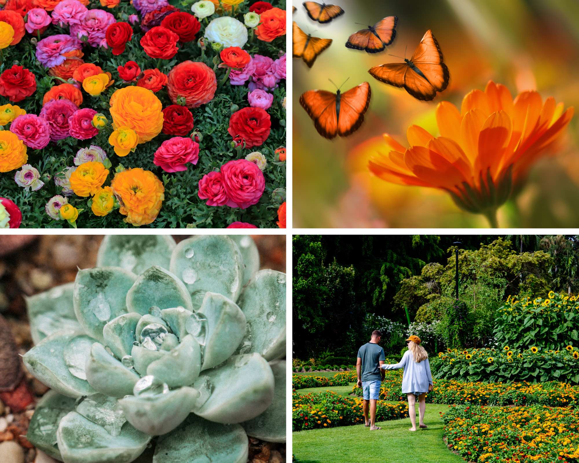 An image of 4 images of botanical gardens in LA.