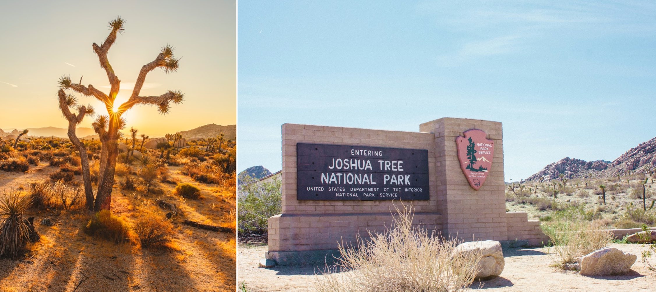 Finding Peace After the Flames: My Joshua Tree National Park Reset After the LA Fires