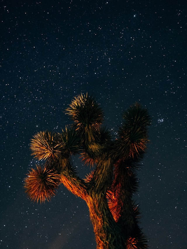 An image of a Joshua Tree under the stars.