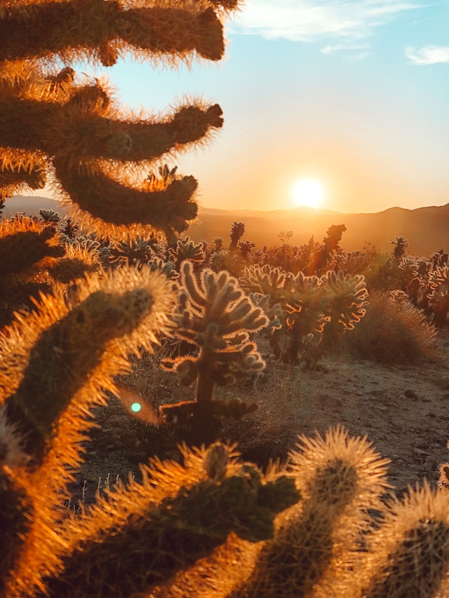 An image of the Joshua Tree weather.