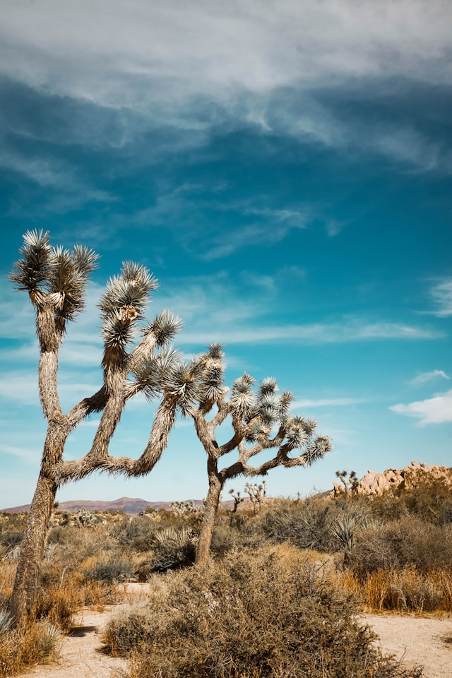 An image of a Joshua Tree in Joshua Tree National Park.