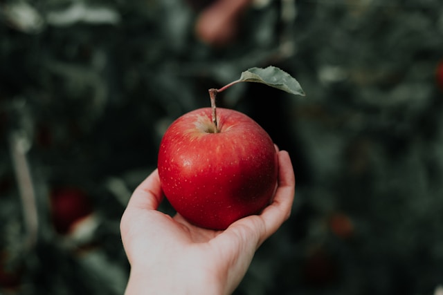 An image of an apple.