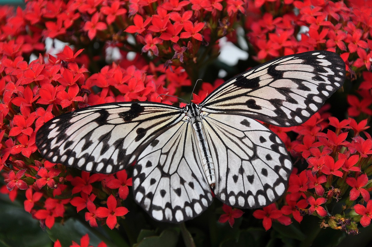 An image of a black and white butterfly hovering over red flowers.