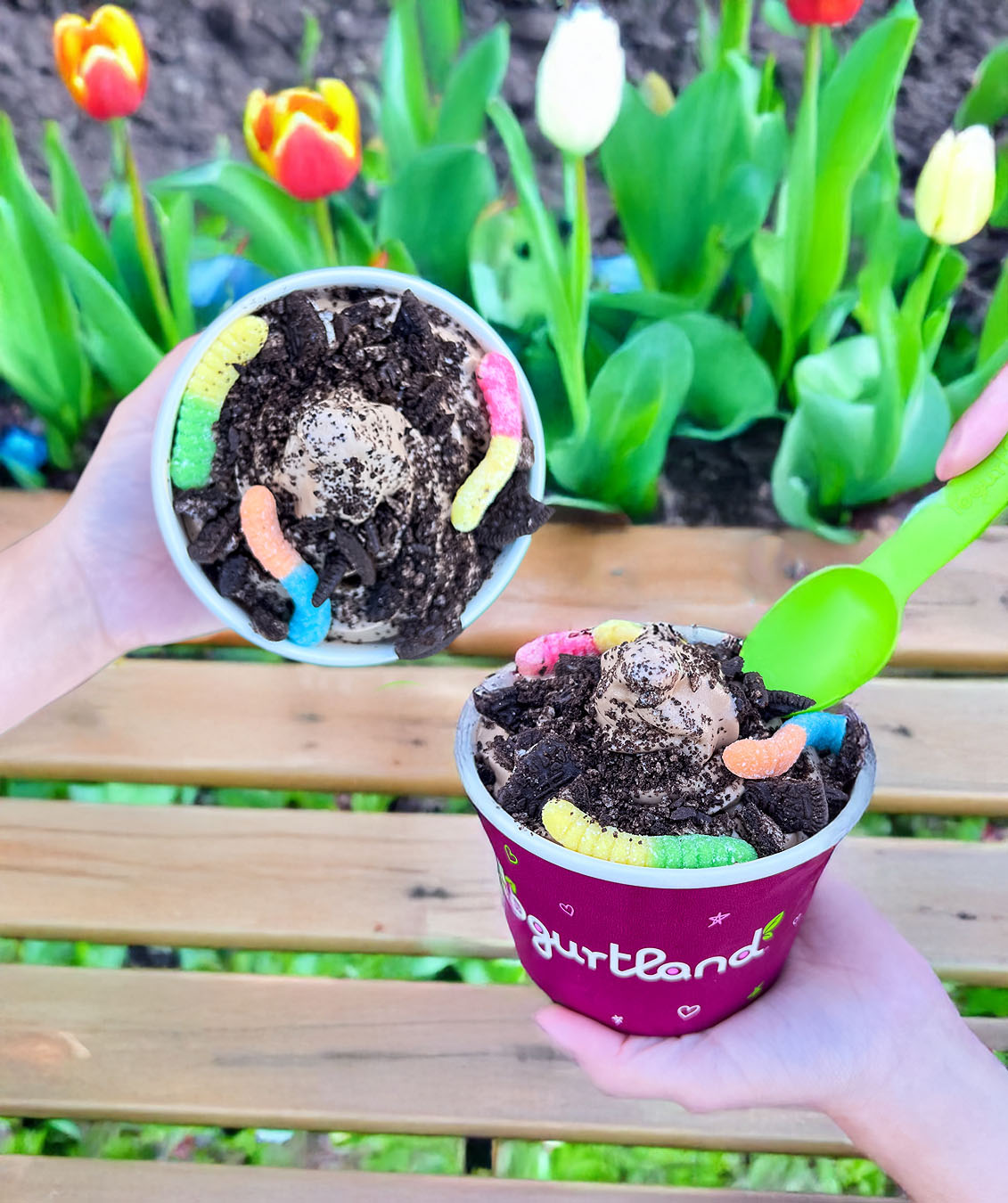 An image of 2 yogurtland containers filled with yogurt and toppings.