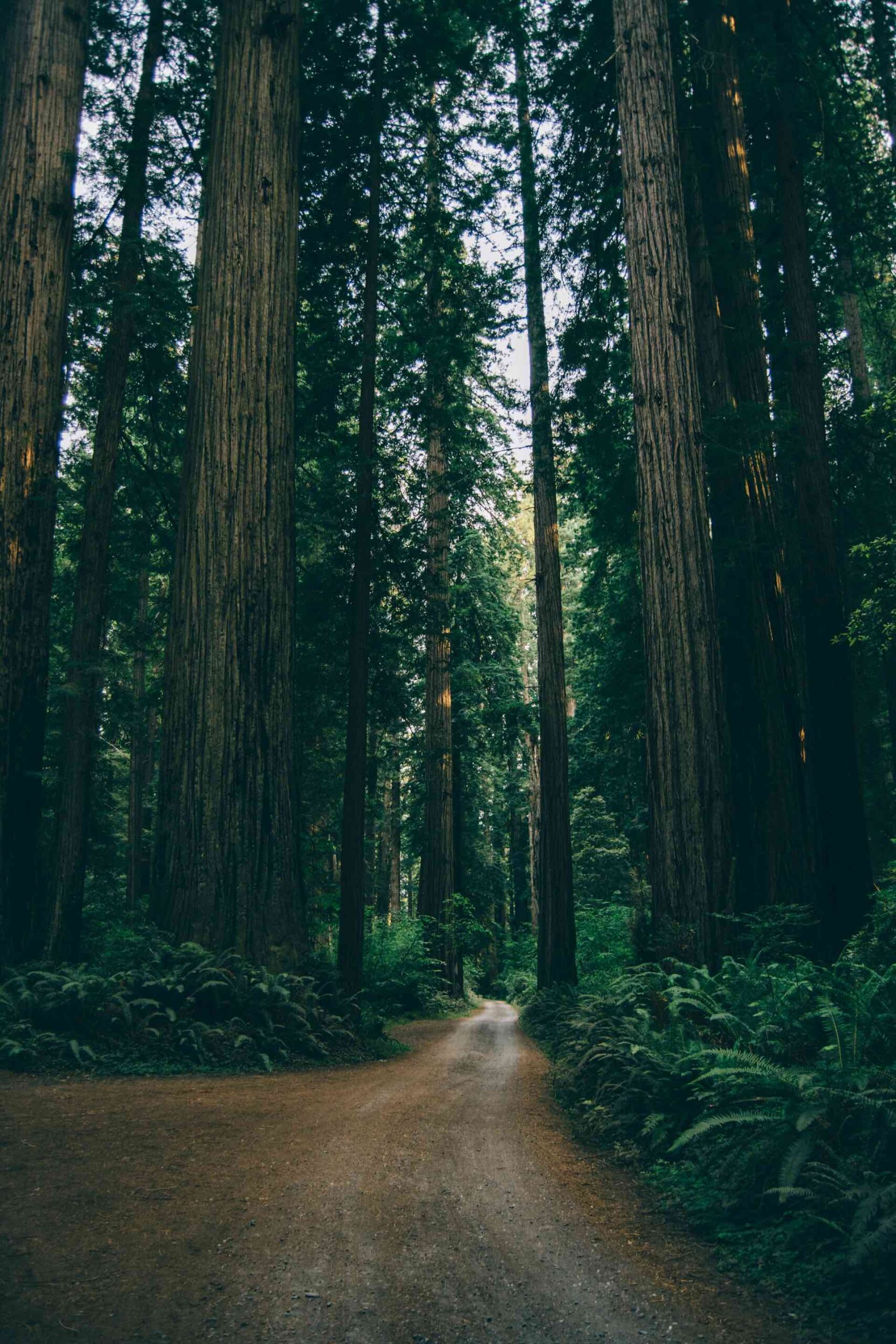 An image of the massive redwoods.