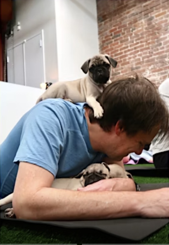 An image of a man doing puppy yoga.
